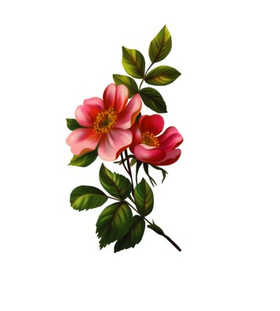 Переводная татуировка "Цветы яблони"